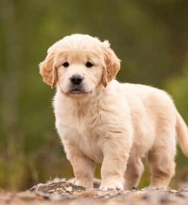 Picture of Labrador puppies